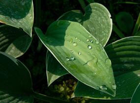 Bohyška 'Tom Schmid' - Hosta 'Tom Schmid'