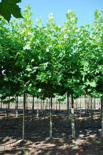 Platan javorolistý 'Malburg' - Platanus acerifolia 'Malburg'