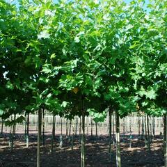 Platan javorolistý 'Malburg' - Platanus acerifolia 'Malburg'