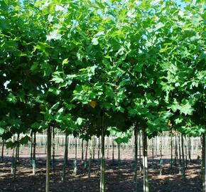 Platan javorolistý 'Malburg' - Platanus acerifolia 'Malburg'