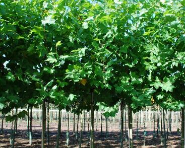 Platan javorolistý 'Malburg'