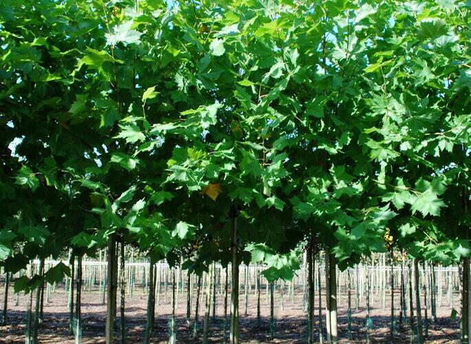 Platan javorolistý 'Malburg' - Platanus acerifolia 'Malburg'