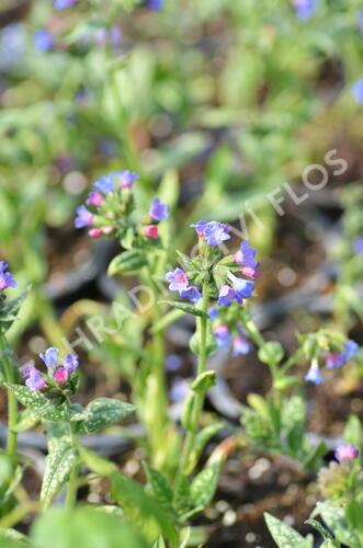 Plicník 'Margery Fish' - Pulmonaria vallarsae 'Margery Fish'