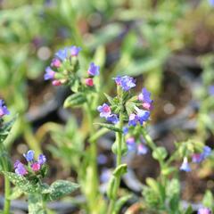 Plicník 'Margery Fish' - Pulmonaria vallarsae 'Margery Fish'