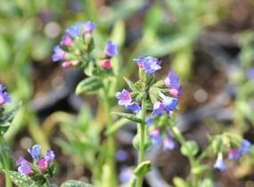 Plicník 'Margery Fish' - Pulmonaria vallarsae 'Margery Fish'
