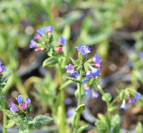 Plicník 'Margery Fish' - Pulmonaria vallarsae 'Margery Fish'