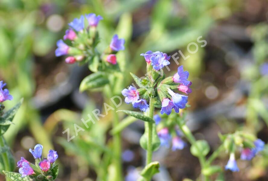 Plicník 'Margery Fish' - Pulmonaria vallarsae 'Margery Fish'