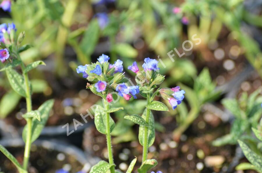 Plicník 'Margery Fish' - Pulmonaria vallarsae 'Margery Fish'