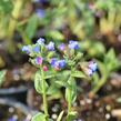 Plicník 'Margery Fish' - Pulmonaria vallarsae 'Margery Fish'