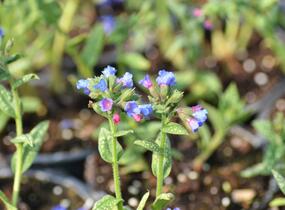 Plicník 'Margery Fish' - Pulmonaria vallarsae 'Margery Fish'