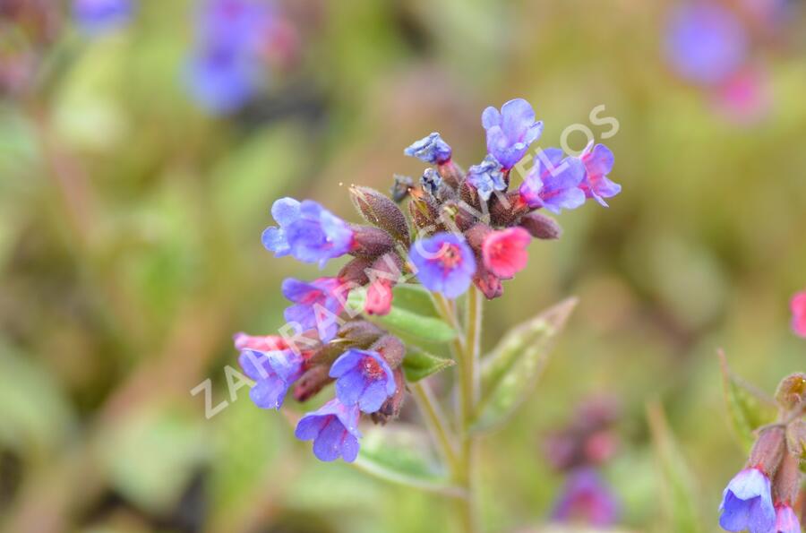 Plicník 'Margery Fish' - Pulmonaria vallarsae 'Margery Fish'