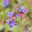 Plicník 'Margery Fish' - Pulmonaria vallarsae 'Margery Fish'