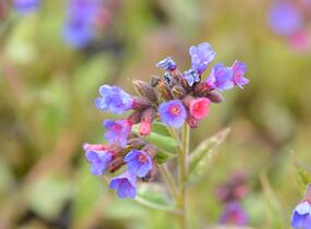 Plicník 'Margery Fish' - Pulmonaria vallarsae 'Margery Fish'