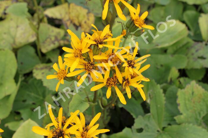 Popelivka Hesseova - Ligularia hessei