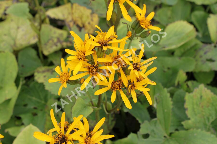 Popelivka Hesseova - Ligularia hessei