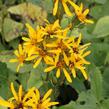 Popelivka Hesseova - Ligularia hessei