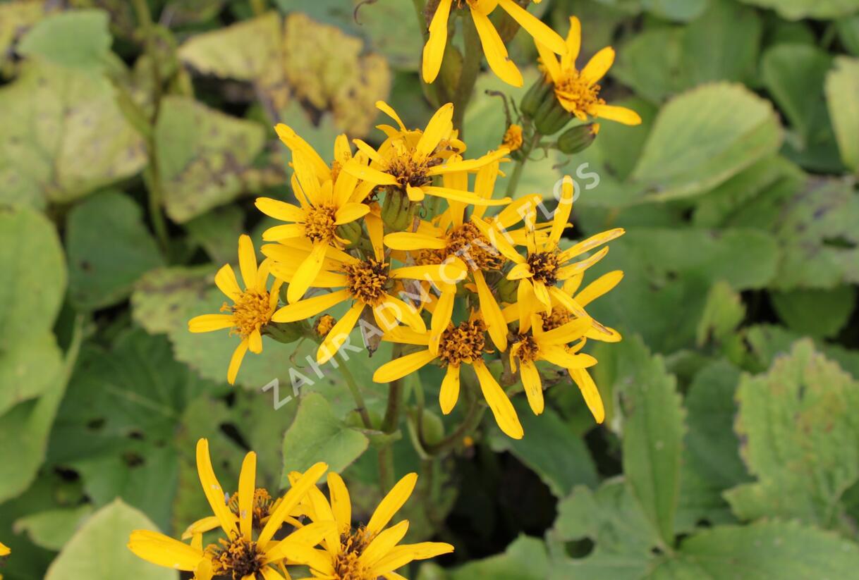 Popelivka Hesseova - Ligularia hessei