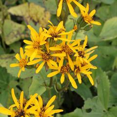 Popelivka Hesseova - Ligularia hessei