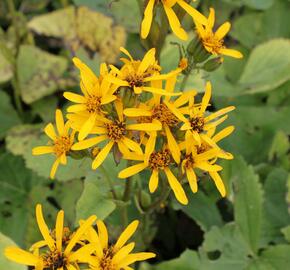 Popelivka Hesseova - Ligularia hessei