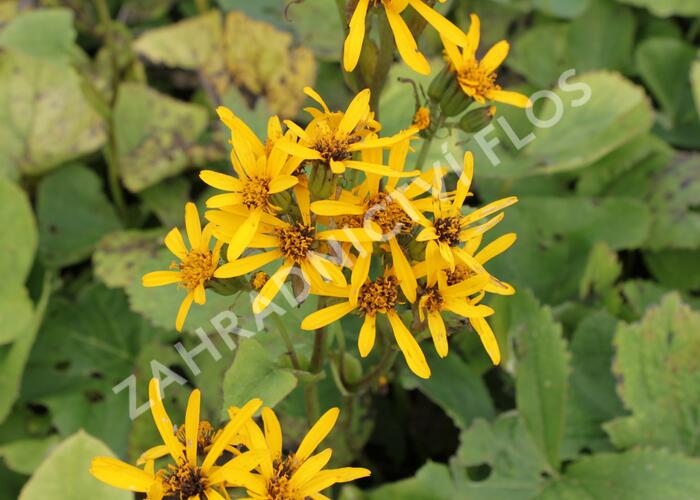 Popelivka Hesseova - Ligularia hessei