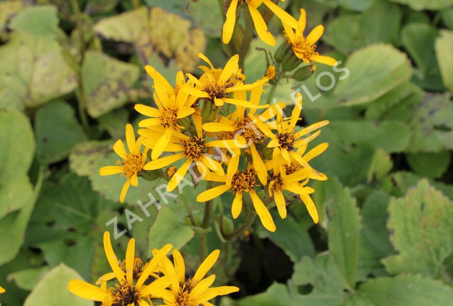 Popelivka Hesseova - Ligularia hessei