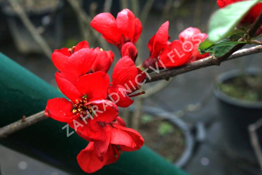 Kdoulovec lahvicovitý 'Fire Dance' - Chaenomeles speciosa 'Fire Dance'