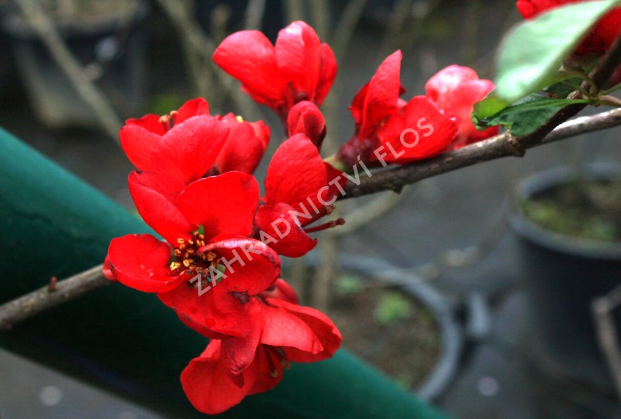 Kdoulovec lahvicovitý 'Fire Dance' - Chaenomeles speciosa 'Fire Dance'