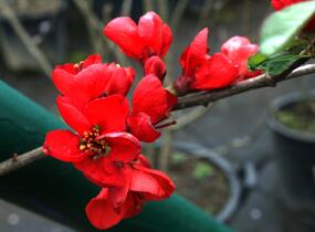 Kdoulovec lahvicovitý 'Fire Dance' - Chaenomeles speciosa 'Fire Dance'