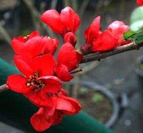 Kdoulovec lahvicovitý 'Fire Dance' - Chaenomeles speciosa 'Fire Dance'