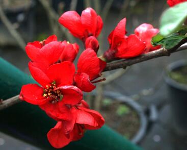 Kdoulovec lahvicovitý 'Fire Dance'