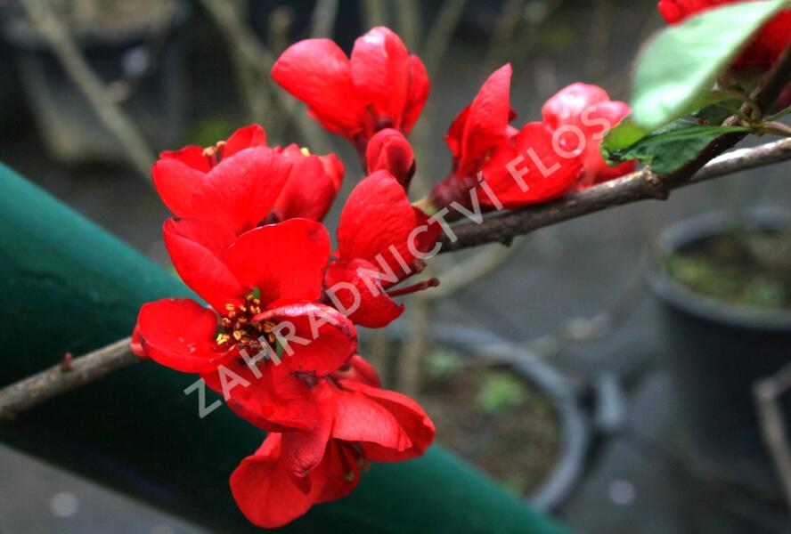 Kdoulovec lahvicovitý 'Fire Dance' - Chaenomeles speciosa 'Fire Dance'