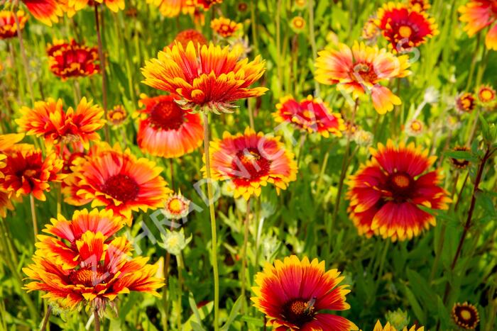 Kokarda osinatá 'Fackelschein' - Gaillardia aristata 'Fackelschein'