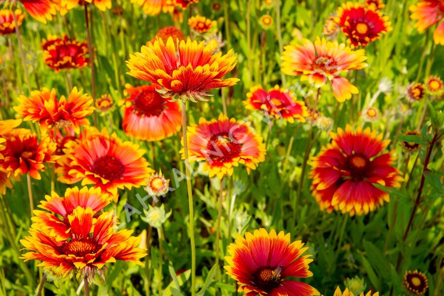 Kokarda osinatá 'Fackelschein' - Gaillardia aristata 'Fackelschein'