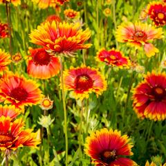 Kokarda osinatá 'Fackelschein' - Gaillardia aristata 'Fackelschein'