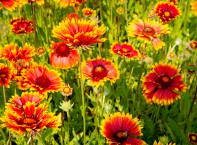 Kokarda osinatá 'Fackelschein' - Gaillardia aristata 'Fackelschein'