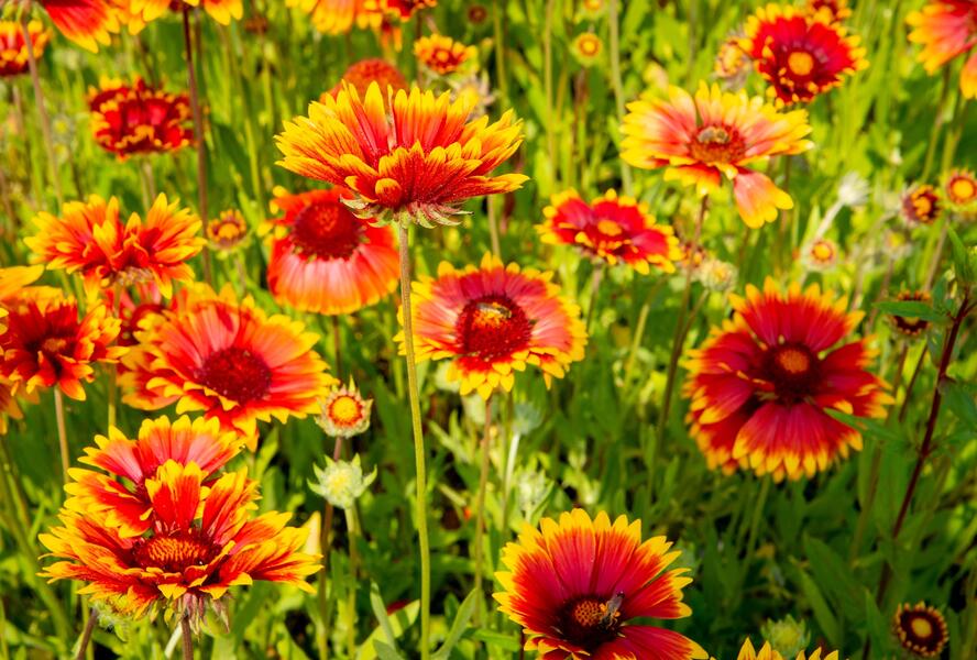 Kokarda osinatá 'Fackelschein' - Gaillardia aristata 'Fackelschein'