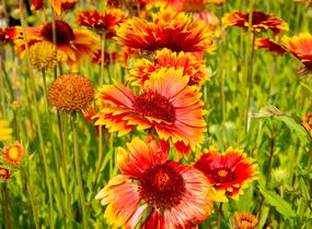 Kokarda osinatá 'Fackelschein' - Gaillardia aristata 'Fackelschein'