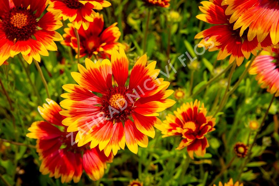 Kokarda osinatá 'Fackelschein' - Gaillardia aristata 'Fackelschein'