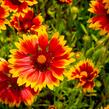 Kokarda osinatá 'Fackelschein' - Gaillardia aristata 'Fackelschein'