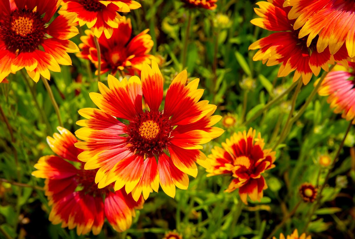 Kokarda osinatá 'Fackelschein' - Gaillardia aristata 'Fackelschein'