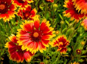 Kokarda osinatá 'Fackelschein' - Gaillardia aristata 'Fackelschein'