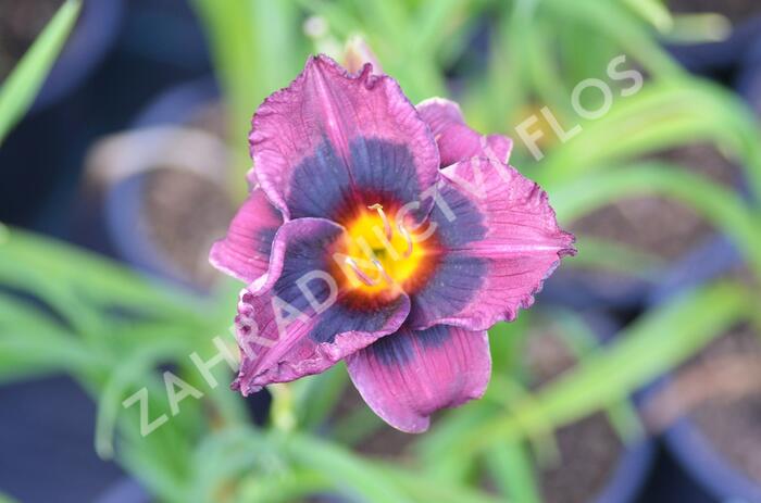 Denivka 'Midnight Dynamite' - Hemerocallis 'Midnight Dynamite'