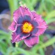 Denivka 'Midnight Dynamite' - Hemerocallis 'Midnight Dynamite'