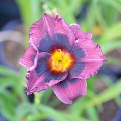 Denivka 'Midnight Dynamite' - Hemerocallis 'Midnight Dynamite'