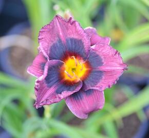 Denivka 'Midnight Dynamite' - Hemerocallis 'Midnight Dynamite'