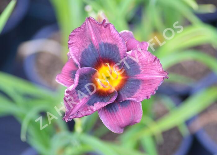 Denivka 'Midnight Dynamite' - Hemerocallis 'Midnight Dynamite'