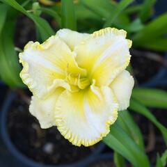 Denivka 'First Knight' - Hemerocallis 'First Knight'