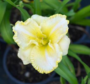 Denivka 'First Knight' - Hemerocallis 'First Knight'