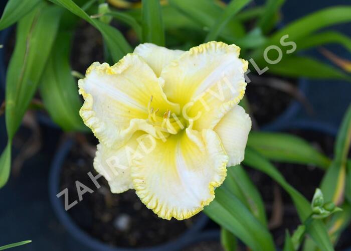 Denivka 'First Knight' - Hemerocallis 'First Knight'