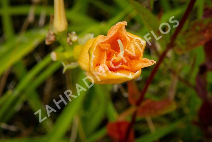 Denivka 'Longfields Kitten' - Hemerocallis 'Longfields Kitten'